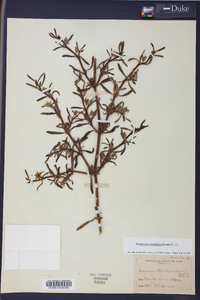 Sesuvium portulacastrum image