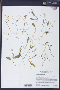 Claytonia caroliniana image