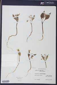 Claytonia caroliniana image