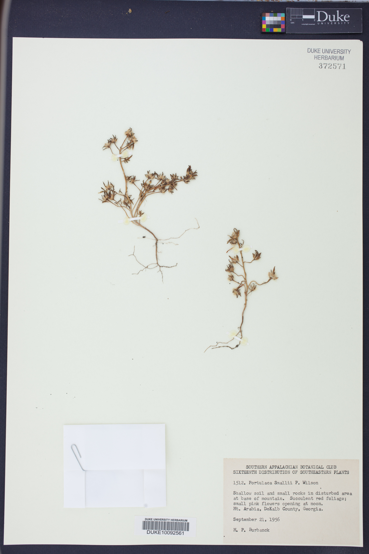 Portulaca smallii image