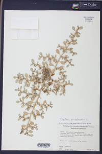 Trianthema portulacastrum image