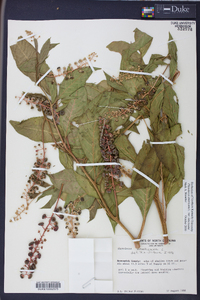 Phytolacca americana var. americana image