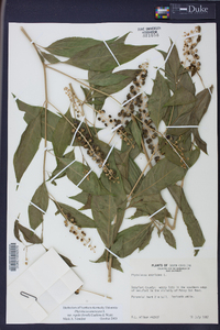 Phytolacca americana var. rigida image