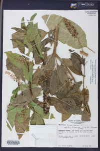 Phytolacca americana var. rigida image