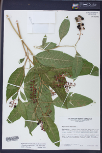 Phytolacca americana var. americana image