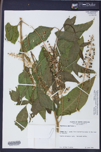 Phytolacca americana var. americana image