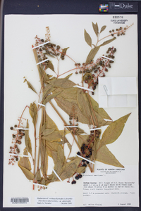 Phytolacca americana var. americana image