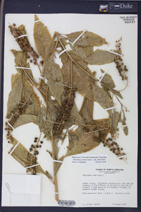 Phytolacca americana var. americana image