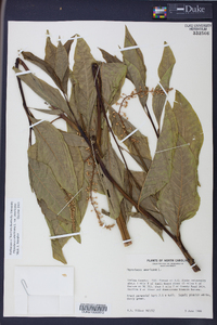 Phytolacca americana var. americana image