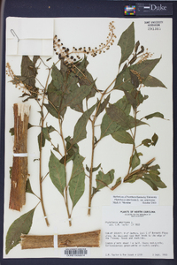 Phytolacca americana var. americana image