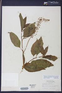 Phytolacca americana var. americana image