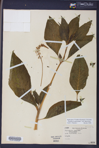 Phytolacca americana var. americana image