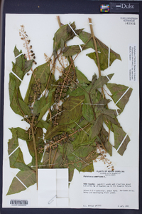 Phytolacca americana var. americana image