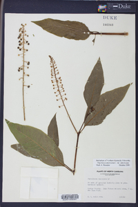 Phytolacca americana var. americana image