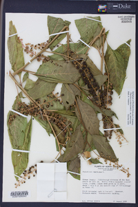 Phytolacca americana var. americana image