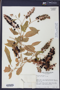 Phytolacca americana var. americana image