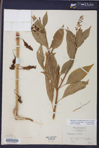 Phytolacca americana var. americana image