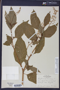 Phytolacca americana var. americana image