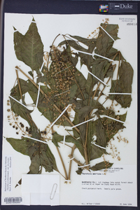 Phytolacca americana var. americana image
