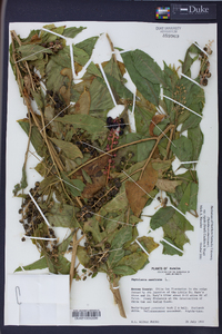 Phytolacca americana var. rigida image
