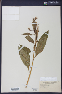 Phytolacca americana var. americana image
