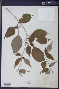 Cornus alternifolia image