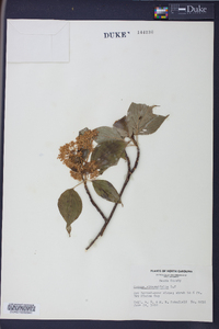 Cornus alternifolia image