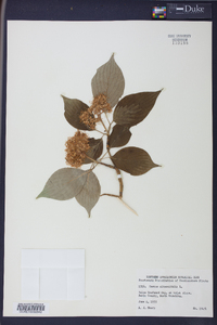 Cornus alternifolia image