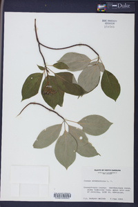 Cornus alternifolia image