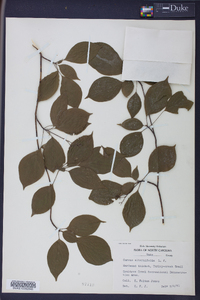 Cornus alternifolia image