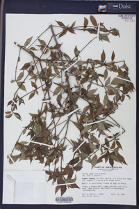 Cornus asperifolia image