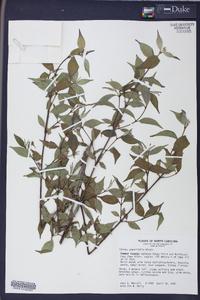 Cornus asperifolia image