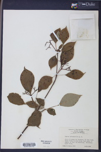 Cornus alternifolia image