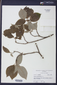 Cornus alternifolia image