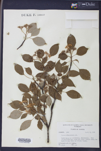 Cornus alternifolia image