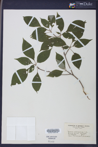 Cornus alternifolia image