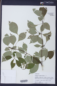 Cornus alternifolia image