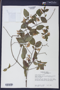 Cornus asperifolia image