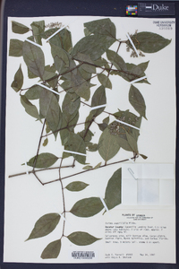 Cornus asperifolia image