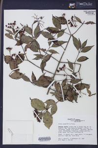 Cornus asperifolia image