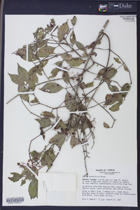 Cornus asperifolia image