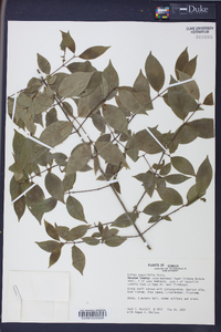 Cornus asperifolia image