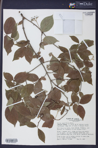 Cornus asperifolia image