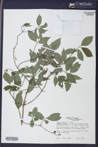 Cornus asperifolia image