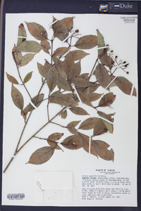 Cornus asperifolia image