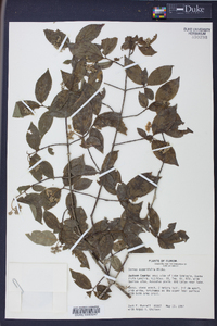 Cornus asperifolia image