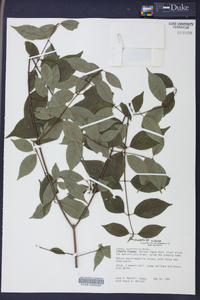 Cornus asperifolia image