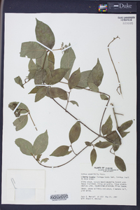 Cornus asperifolia image