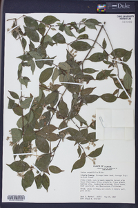 Cornus asperifolia image