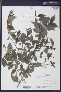 Cornus asperifolia image